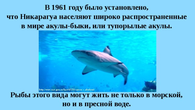 В 1961 году было установлено,  что Никарагуа населяют широко распространенные  в мире акулы-быки, или тупорылые акулы. Рыбы этого вида могут жить не только в морской, но и в пресной воде.  