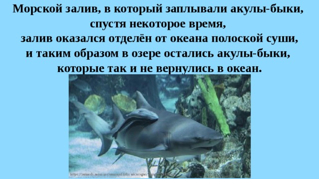 Морской залив, в который заплывали акулы-быки,  спустя некоторое время,  залив оказался отделён от океана полоской суши, и таким образом в озере остались акулы-быки,  которые так и не вернулись в океан. 