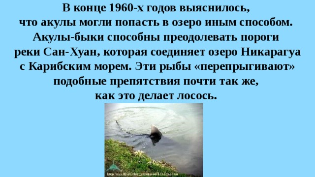 В конце 1960-х годов выяснилось,  что акулы могли попасть в озеро иным способом.  Акулы-быки способны преодолевать пороги  реки Сан-Хуан, которая соединяет озеро Никарагуа с Карибским морем. Эти рыбы «перепрыгивают» подобные препятствия почти так же,  как это делает лосось. 