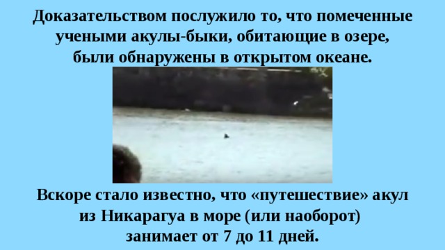 Доказательством послужило то, что помеченные учеными акулы-быки, обитающие в озере,  были обнаружены в открытом океане. Вскоре стало известно, что «путешествие» акул из Никарагуа в море (или наоборот)  занимает от 7 до 11 дней. 