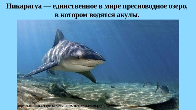 Никарагуа — единственное в мире пресноводное озеро,  в котором водятся акулы.  