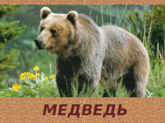 Хозяин лесной  просыпается зимой,  А зимой под снежный вой  Спит в избушке снеговой. МЕДВЕДЬ 