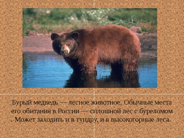 Бурый медведь — лесное животное. Обычные места его обитания в России — сплошной лес с буреломом . Может заходить и в тундру, и в высокогорные леса. 