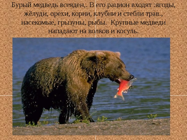 Бурый медведь всеяден,. В его рацион входят :ягоды, жёлуди, орехи, корни, клубни и стебли трав., насекомые, грызуны, рыбы. Крупные медведи нападают на волков и косуль. 