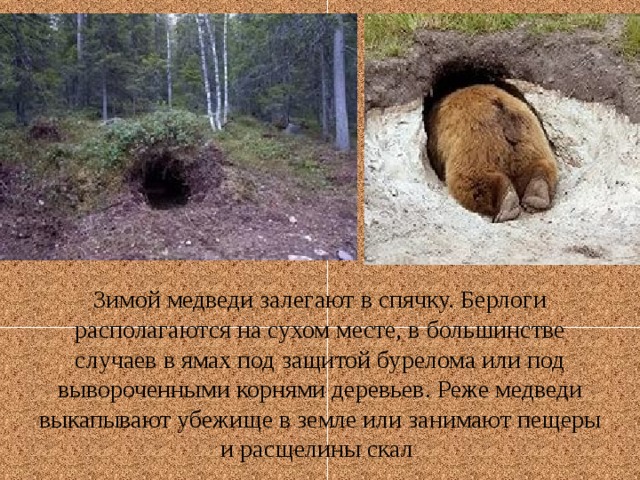 Зимой медведи залегают в спячку. Берлоги располагаются на сухом месте, в большинстве случаев в ямах под защитой бурелома или под вывороченными корнями деревьев. Реже медведи выкапывают убежище в земле или занимают пещеры и расщелины скал 