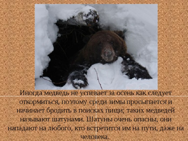 Иногда медведь не успевает за осень как следует откормиться, поэтому среди зимы просыпается и начинает бродить в поисках пищи; таких медведей называют шатунами. Шатуны очень опасны, они нападают на любого, кто встретится им на пути, даже на человека.   