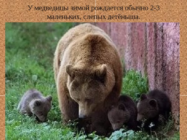У медведицы зимой рождается обычно 2-3 маленьких, слепых детёныша. 