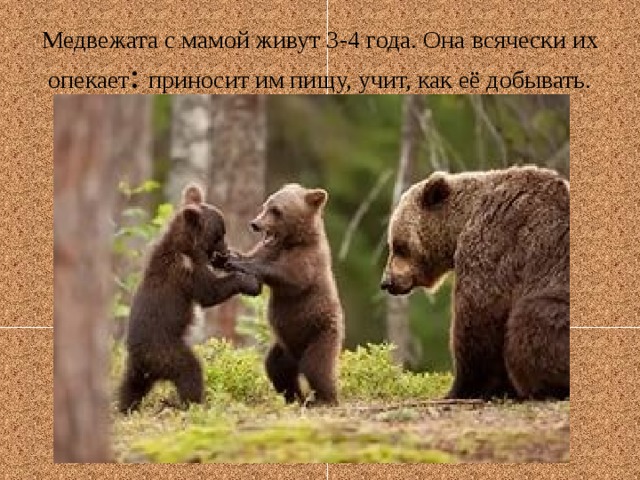 Медвежата с мамой живут 3-4 года. Она всячески их опекает : приносит им пищу, учит, как её добывать. 