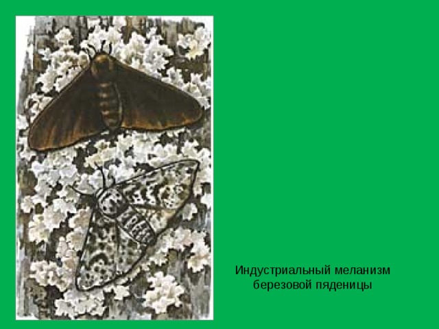 Индустриальный меланизм березовой пяденицы 