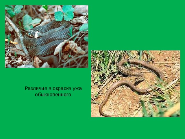 Различие в окраске ужа обыкновенного 