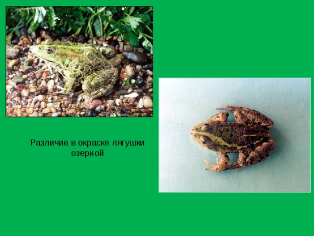 Различие в окраске лягушки озерной 