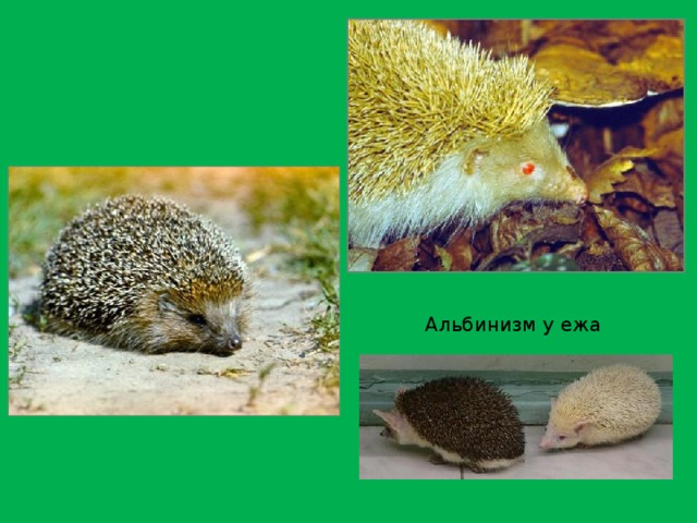 Альбинизм у ежа 