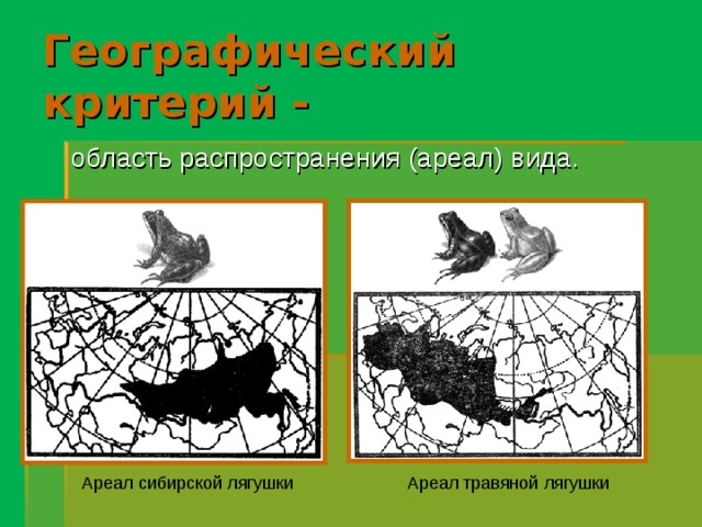 Географический критерий -  область распространения (ареал) вида. Ареал сибирской лягушки Ареал травяной лягушки 