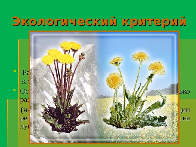 Экологический критерий Не является основным и единственным,  так как:  Разные виды могут быть приспособлены к одинаковым условиям. Особи одного вида могут жить в несколько различающихся условиях  (например: глубоководная и прибрежная популяции речного окуня, одуванчик может расти и в лесу, и на лугах). 
