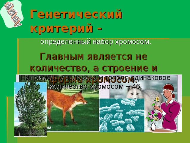 Генетический  критерий -  определенный набор хромосом. Главным является не количество, а строение и форма хромосом. Например, у человека и тополя одинаковое количество хромосом – 46. 