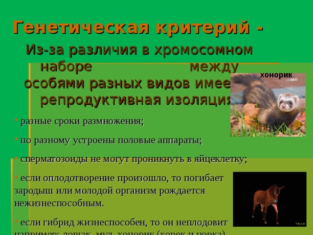 Генетическая критерий - Из-за различия в хромосомном наборе между особями разных видов имеется репродуктивная изоляция:  разные сроки размножения;  по разному устроены половые аппараты;  сперматозоиды не могут проникнуть в яйцеклетку;  если оплодотворение произошло, то погибает зародыш или молодой организм рождается нежизнеспособным.  если гибрид жизнеспособен, то он неплодовит например: лошак, мул, хонорик (хорек и норка) хонорик 