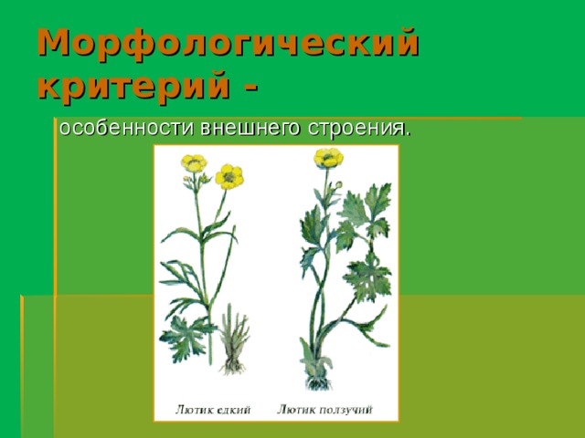 Морфологический критерий -  особенности внешнего строения. 