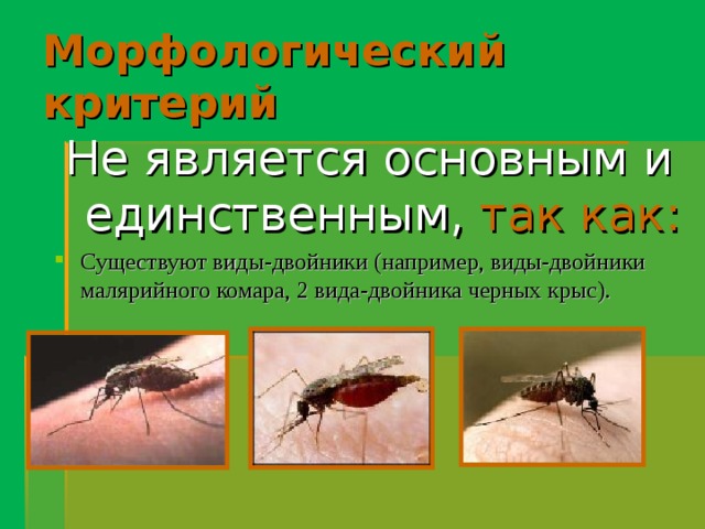 Морфологический критерий Не является основным и единственным,  так как: Существуют виды-двойники (например, виды-двойники малярийного комара, 2 вида-двойника черных крыс). 