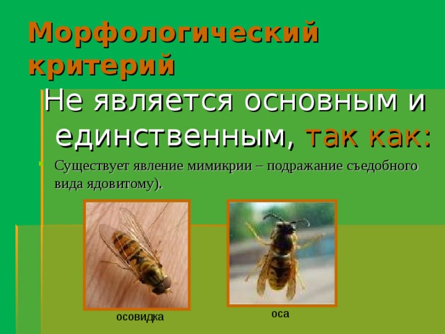 Морфологический критерий Не является основным и единственным,  так как: Существует явление мимикрии – подражание съедобного вида ядовитому). оса осовидка 
