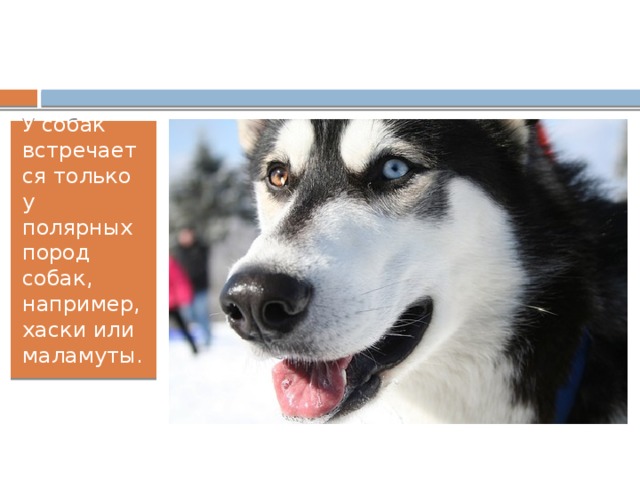 У собак встречается только у полярных пород собак, например, хаски или маламуты. 