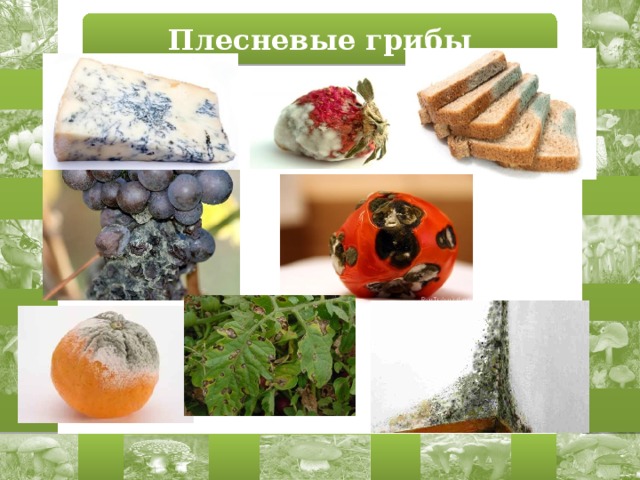 Плесневые грибы 