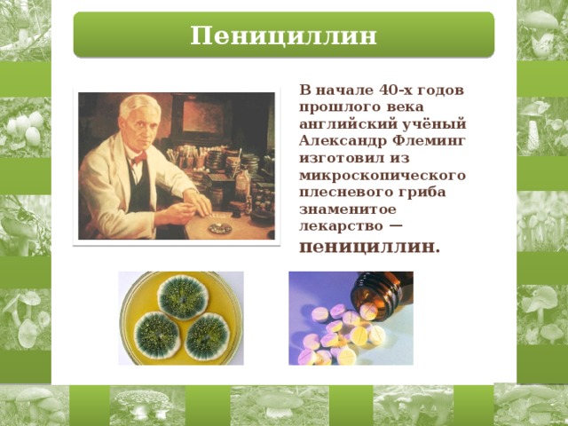 Пенициллин В начале 40-х годов прошлого века английский учёный Александр Флеминг изготовил из микроскопического плесневого гриба знаменитое лекарство —  пенициллин. 