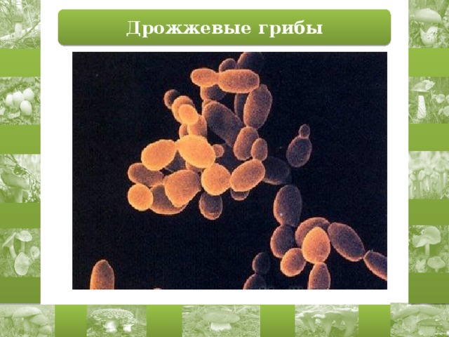 Дрожжевые грибы 