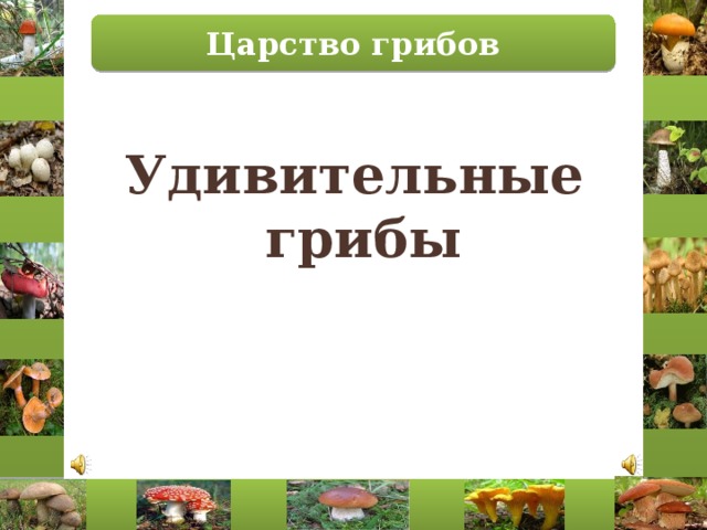 Царство грибов Удивительные грибы 