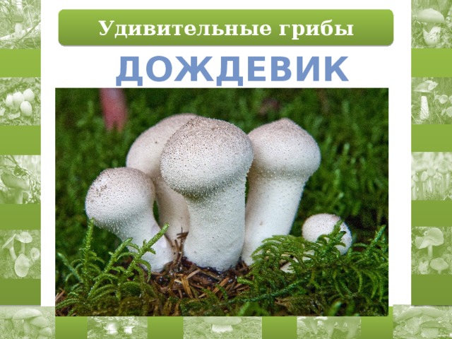 Удивительные грибы Дождевик 
