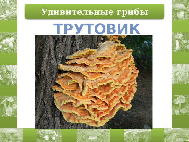 Удивительные грибы трутовик 