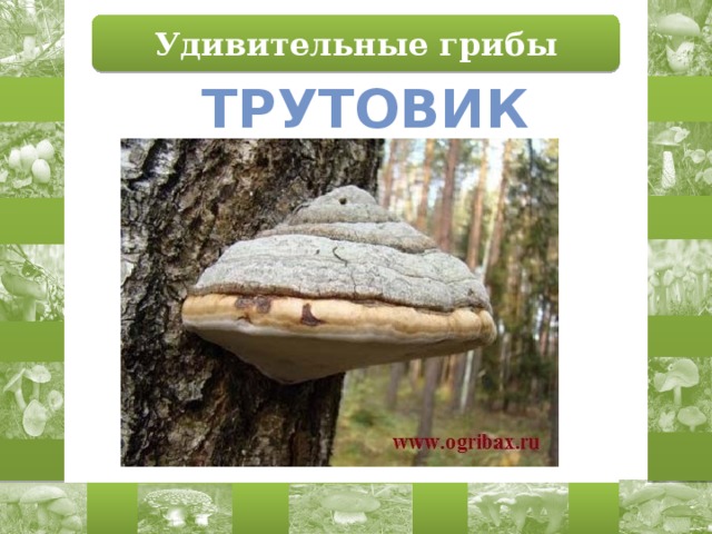 Удивительные грибы трутовик 