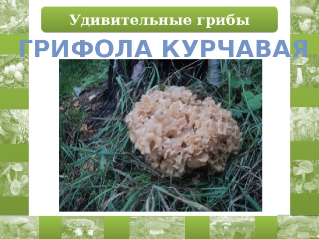 Удивительные грибы Грифола курчавая 