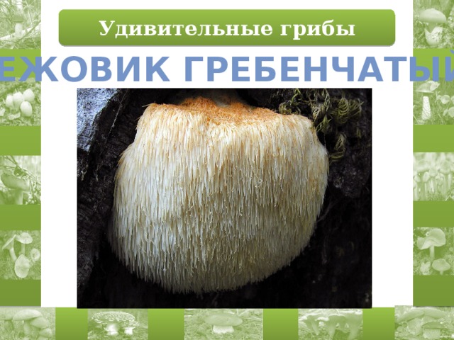 Удивительные грибы Ежовик гребенчатый 