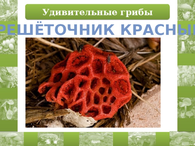 Удивительные грибы Решёточник красный 