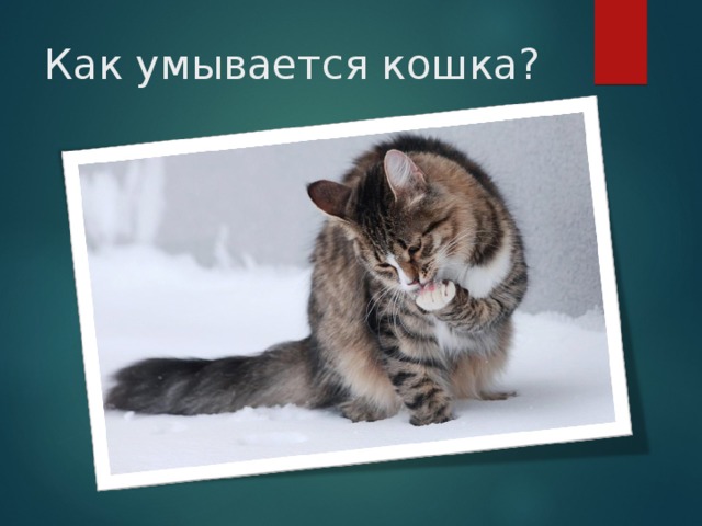 Как умывается кошка? 