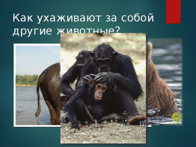 Как ухаживают за собой другие животные? 