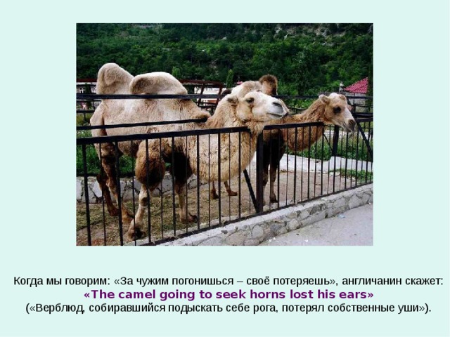 Когда мы говорим: «За чужим погонишься – своё потеряешь», англичанин скажет: « The camel going to seek horns lost his ears » («Верблюд, собиравшийся подыскать себе рога, потерял собственные уши»). 