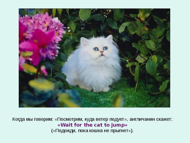 Когда мы говорим: «Посмотрим, куда ветер подует», англичанин скажет: « Wait for the cat to jump » («Подожди, пока кошка не прыгнет»). 