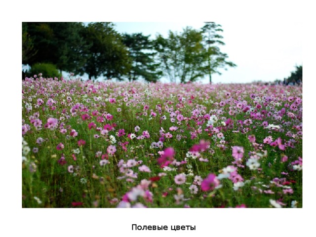 Полевые цветы 