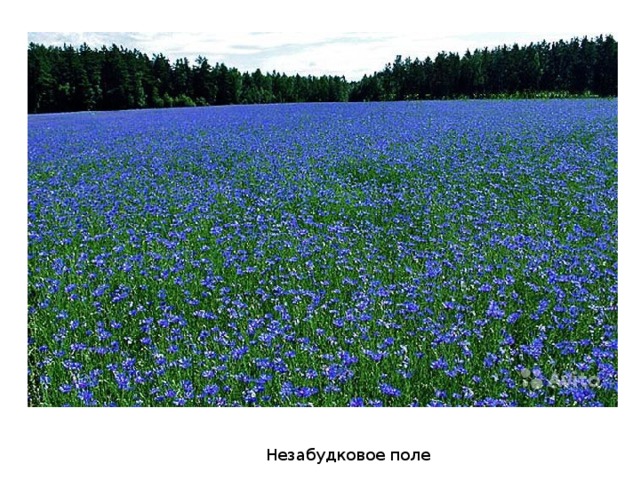 Незабудковое поле 