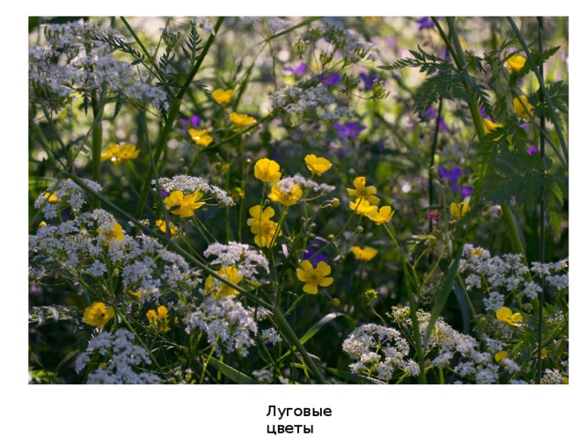 Луговые цветы 