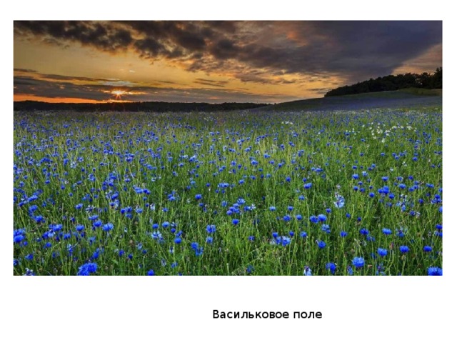 Васильковое поле 