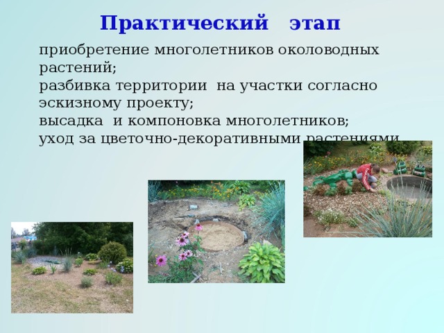 Практический этап приобретение многолетников околоводных растений; разбивка территории на участки согласно эскизному проекту; высадка и компоновка многолетников; уход за цветочно-декоративными растениями 