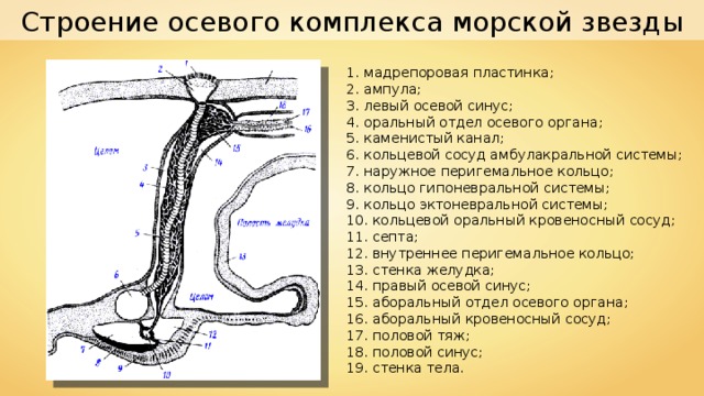 Строение осевого комплекса морской звезды 1. мадрепоровая пластинка; 2. ампула; 3. левый осевой синус; 4. оральный отдел осевого органа; 5. каменистый канал; 6. кольцевой сосуд амбулакральной системы; 7. наружное перигемальное кольцо; 8. кольцо гипоневральной системы; 9. кольцо эктоневральной системы; 10. кольцевой оральный кровеносный сосуд; 11. септа; 12. внутреннее перигемальное кольцо; 13. стенка желудка; 14. правый осевой синус; 15. аборальный отдел осевого органа; 16. аборальный кровеносный сосуд; 17. половой тяж; 18. половой синус; 19. стенка тела. 