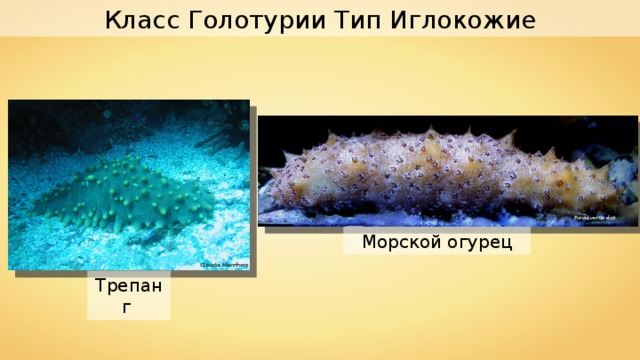 Класс Голотурии Тип Иглокожие RevolverOcelot Морской огурец Claudia Mannherz Трепанг 