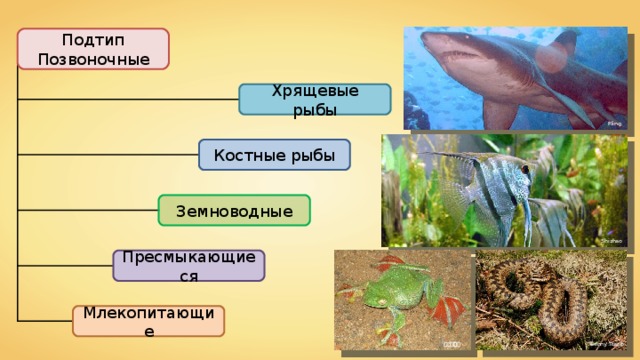 Подтип Позвоночные Хрящевые рыбы Rling Костные рыбы Земноводные Shizhao Пресмыкающиеся Млекопитающие Benny Trapp കാക്കര 