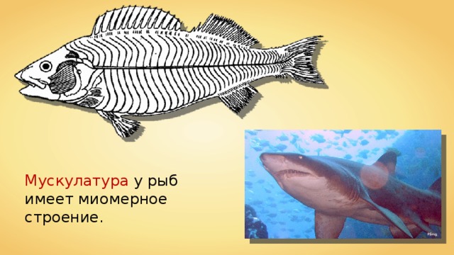 Мускулатура у рыб имеет миомерное строение. Rling 
