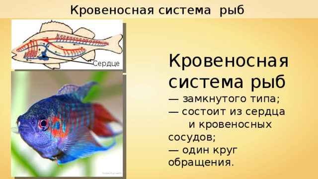 Кровеносная система рыб Кровеносная система рыб — замкнутого типа;  — состоит из сердца  и кровеносных сосудов;  — один круг обращения. Сердце André Karwath 