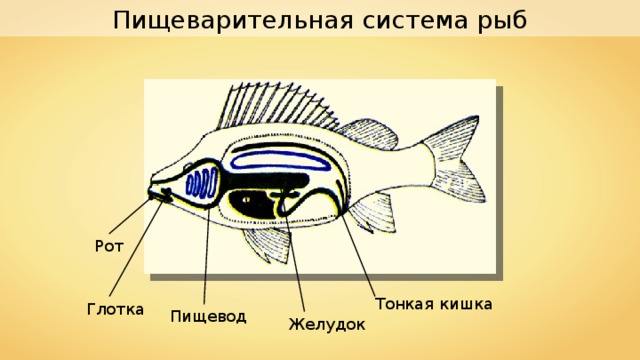 Пищеварительная система рыб Рот Тонкая кишка Глотка Пищевод Желудок 