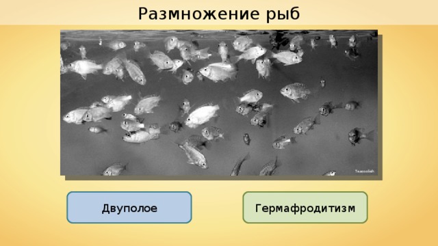 Размножение рыб Teacoolish Двуполое Гермафродитизм 